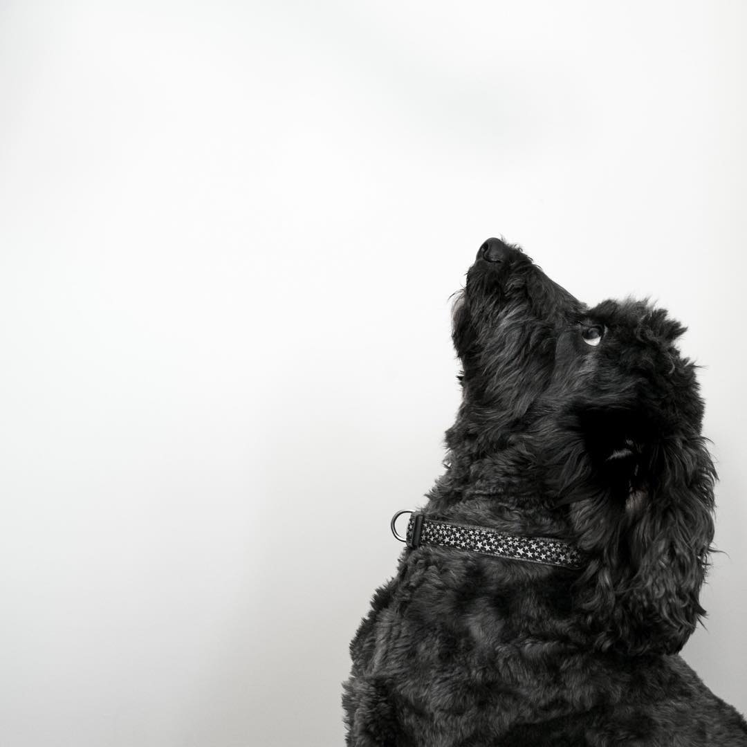 Farrow & Ball paint and Tracy's gorgeous dog
